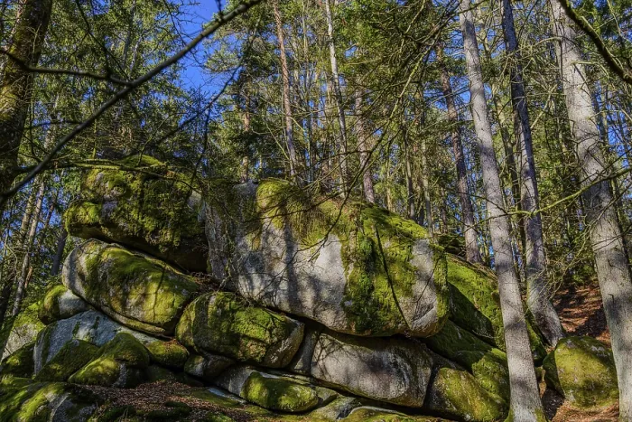Framed Print : Large rocks with moss in a forest surrounded by trees Framed Print : Large rocks with moss in a forest surrounded by trees