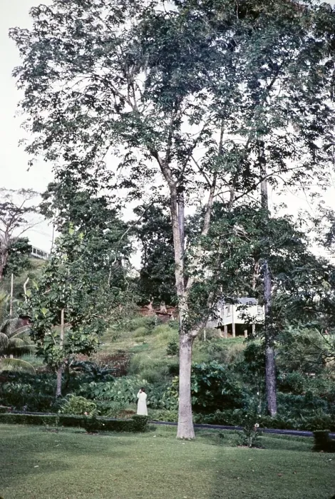 Framed Print : Large rubber tree (Hevea brasiliensis), Trinidad around 1962 Framed Print : Large rubber tree (Hevea brasiliensis), Trinidad around 1962