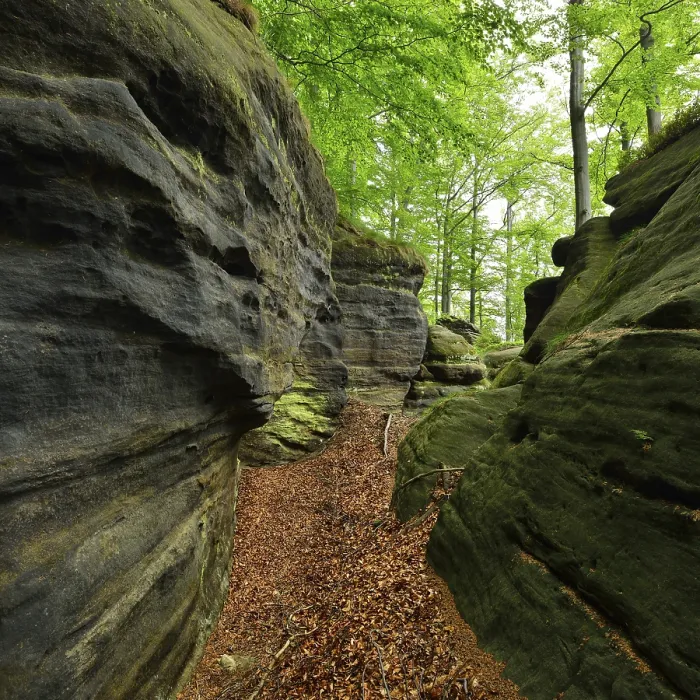 Framed Print : Large sandstone rocks in the beech forest Framed Print : Large sandstone rocks in the beech forest