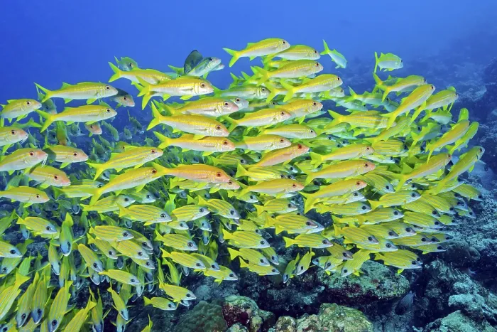 Framed Print : Large school of blue-striped snapper (Lutjanus kasmira)