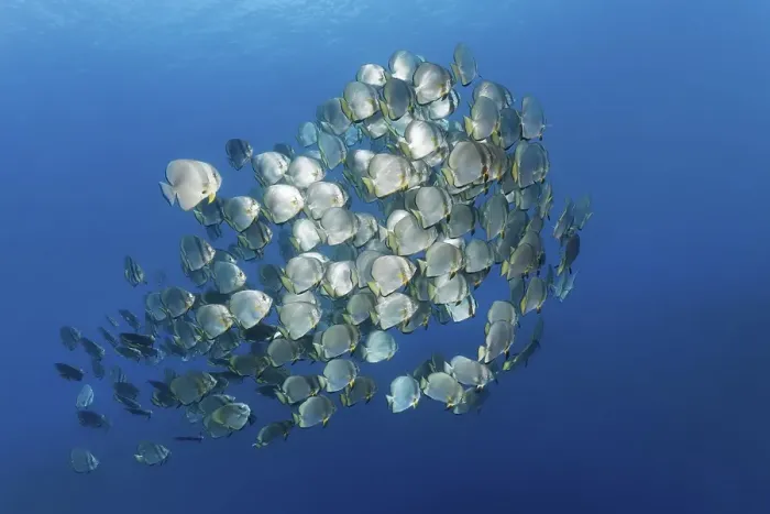 Framed Print : Large school of fish Orbicular batfish (Platax orbicularis)