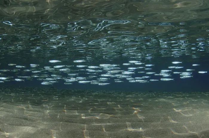Framed Print : A large school of Hardyhead Silverside (Atherinomorus lacunosus) above sandy bottom