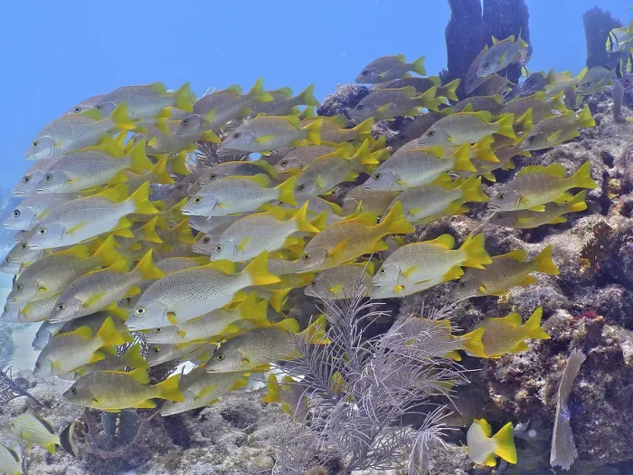 Framed Print : A large school of yellow fish, schoolmaster snapper (Lutjanus apodus)