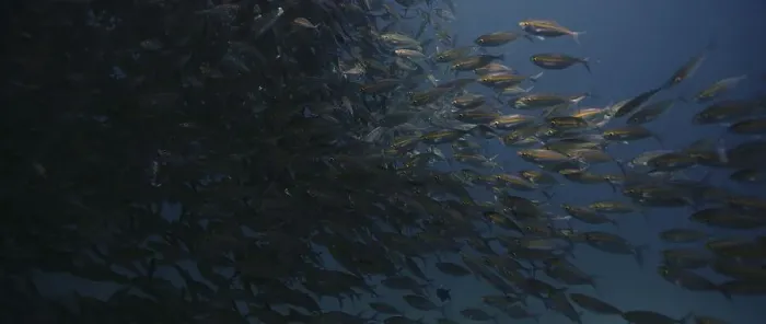 Framed Print : A large school of Yellowstripe Scad (Selaroides leptolepis)