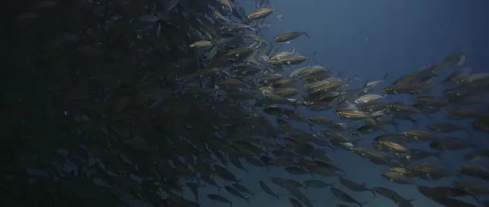 Framed Print : A large school of Yellowstripe Scad (Selaroides leptolepis)