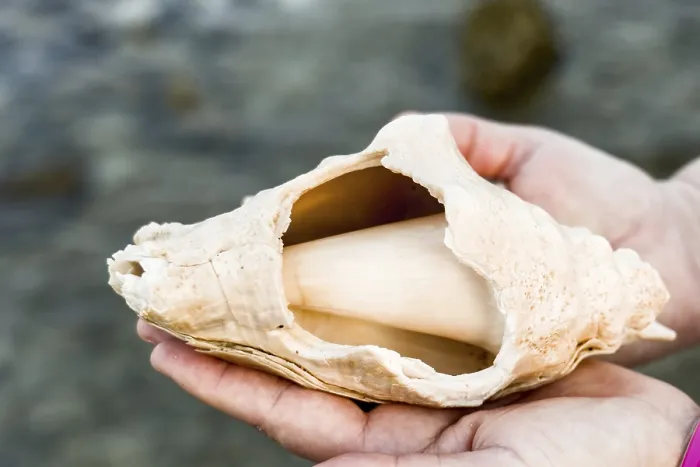 Framed Print : Large shell held in hands showing smooth