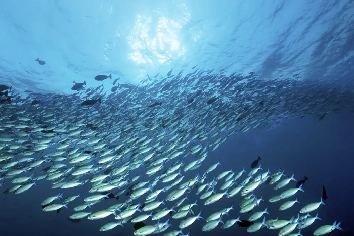 Framed Print : Large shoal of multistriped fusiliers (Caesio varilineara)
