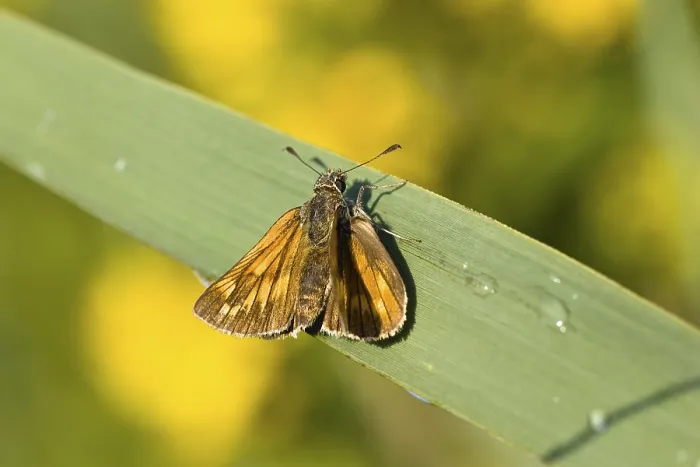 Framed Print : Large Skipper Butterfly (Ochlodes venatus) Framed Print : Large Skipper Butterfly (Ochlodes venatus)
