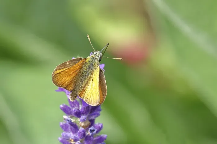 Framed Print : Large skipper (Ochlodes venatus)