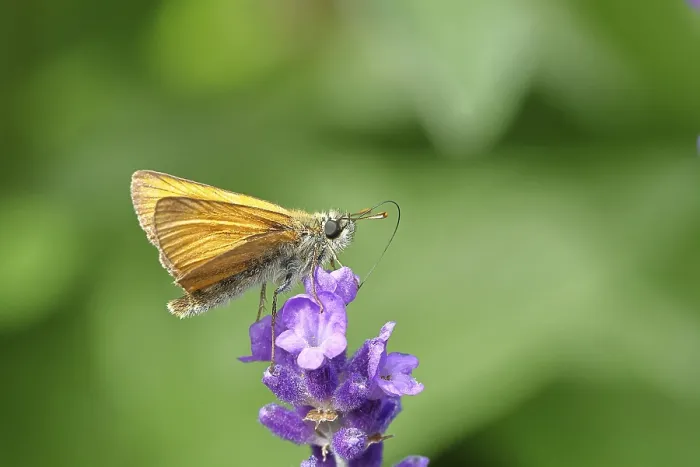 Framed Print : Large skipper (Ochlodes venatus)