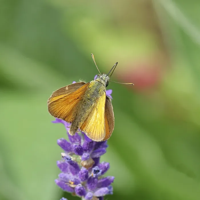 Framed Print : Large skipper (Ochlodes venatus) Framed Print : Large skipper (Ochlodes venatus)