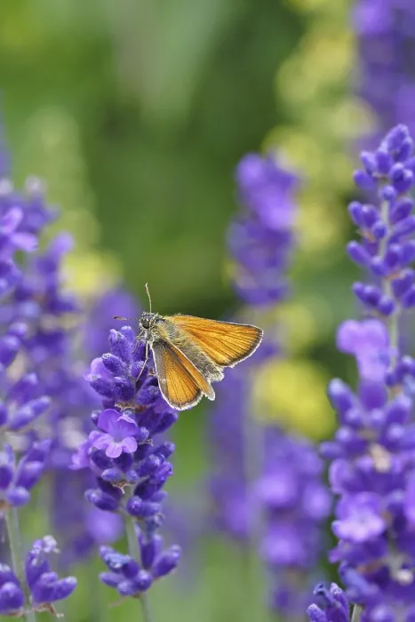 Framed Print : Large skipper (Ochlodes venatus)