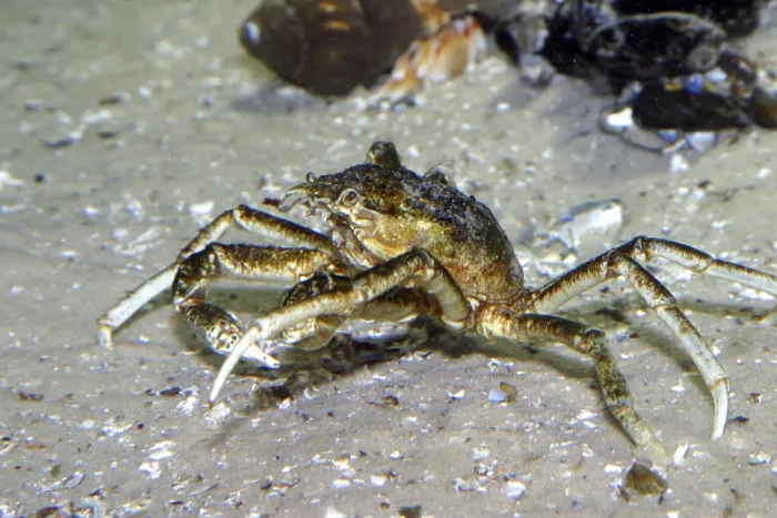 Framed Print : Large spider crab