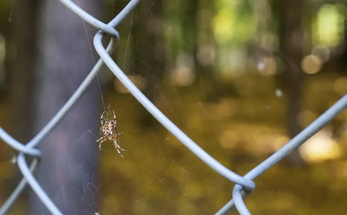 Framed Print : A large spider sits on a web in the forest