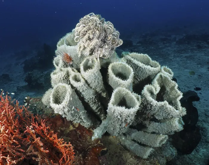 Framed Print : Large spiny tube sponge (Callyspongia (Cladochalina) aerizusa) on the seabed