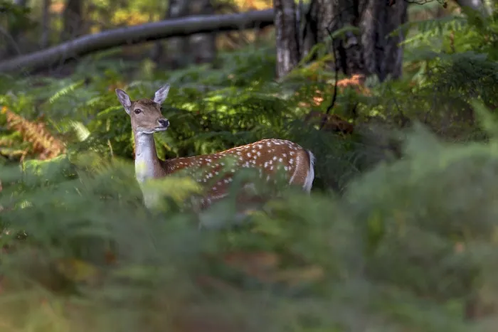 Framed Print : Large stands of bracken provide good cover for this fallow deer (Dama dama)