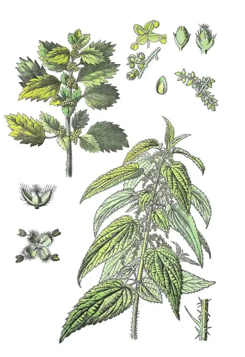 Framed Print : Large stinging nettle, Urtica dioica (bottom right) Framed Print : Large stinging nettle, Urtica dioica (bottom right)