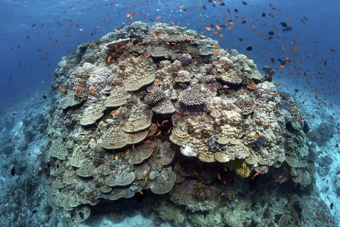 Framed Print : Large stone coral, tile fish (Antiinae)