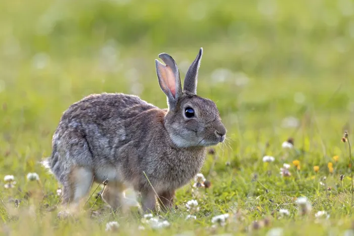 Framed Print : A large tear in the ear suggests that serious fights can occur between wild rabbits (Oryctolagus cuniculus)