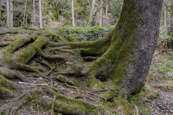 Framed Print : Large tree with extensive moss-covered roots in the forest