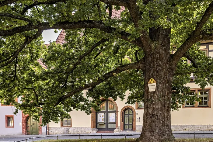 Framed Print : Large tree next to a historic half-timbered building Framed Print : Large tree next to a historic half-timbered building