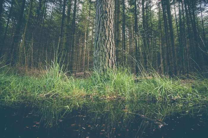 Framed Print : Large tree by a puddle in a dark forest Framed Print : Large tree by a puddle in a dark forest