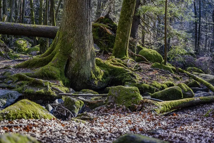 Framed Print : Large tree roots, mossy rocks and leaves on the forest floor
