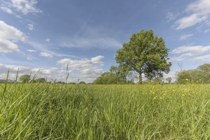 Framed Print : A large tree stands in a field of grass