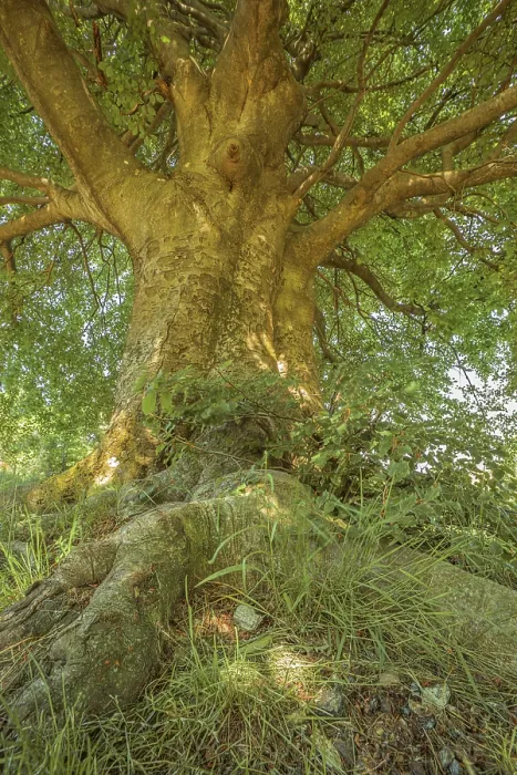 Framed Print : A large tree with a thick trunk and sprawling roots Framed Print : A large tree with a thick trunk and sprawling roots
