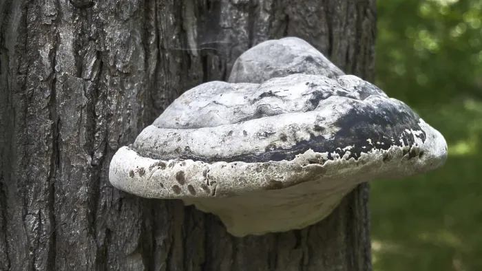 Framed Print : Large tree trunk fungus on a tree in the forest