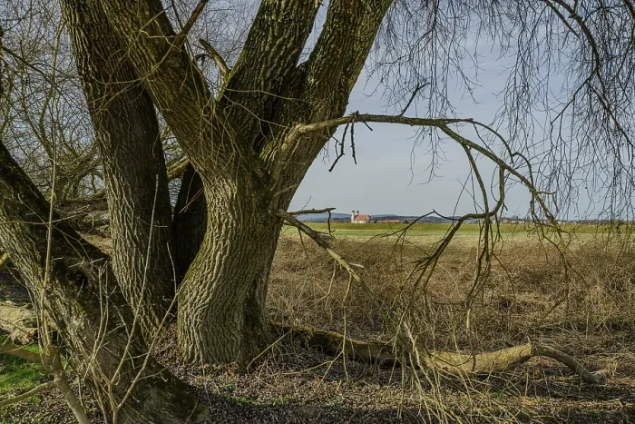 Framed Print : Large trees with a view of the wide landscape and fields Framed Print : Large trees with a view of the wide landscape and fields