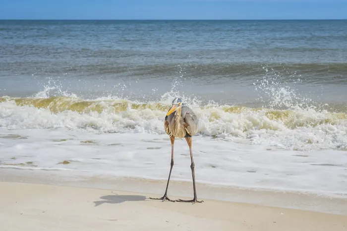 Framed Print : A large wading bird chilling around the coastline of Pensacola Framed Print : A large wading bird chilling around the coastline of Pensacola