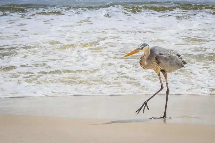 Framed Print : A large wading bird chilling around the coastline of Pensacola