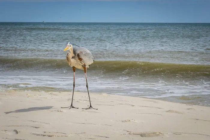 Framed Print : A large wading bird chilling around the coastline of Pensacola