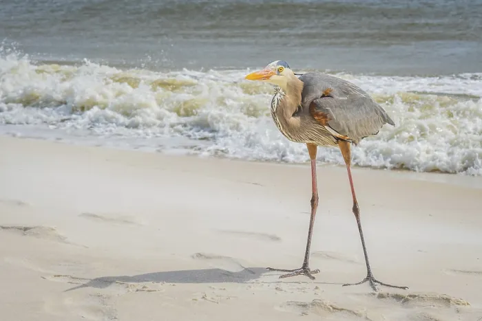 Framed Print : A large wading bird chilling around the coastline of Pensacola