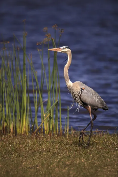 Framed Print : Large Wading Great blue heron Ardea herodias wading bird at Myakka State Park in Sarasota