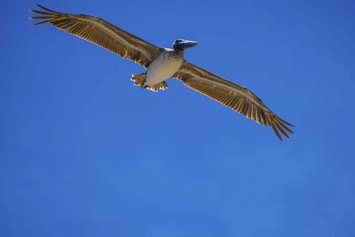 Framed Print : Large water birds gliding through the sky and enjoying the breeze of it Framed Print : Large water birds gliding through the sky and enjoying the breeze of it