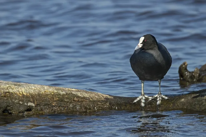 Framed Print : The large webbed feet of the coot (Fulica atra) are clearly recognisable