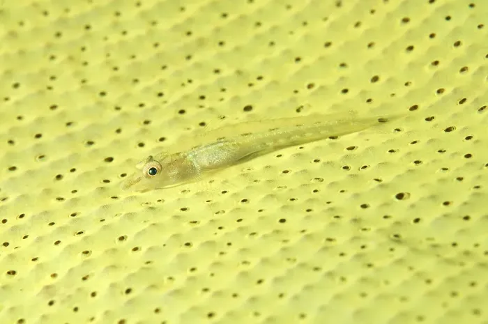 Framed Print : Large Whip Goby or White-line Seawhip Goby (Bryaninops amplus)