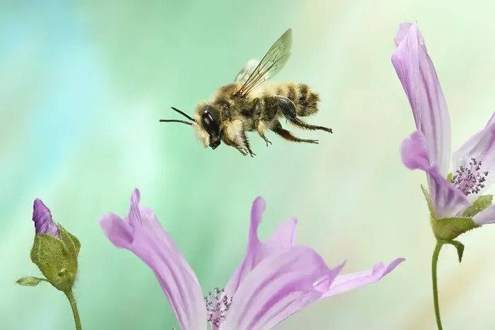 Framed Print : Large Willughby's Leafcutter (Megachile willughbiella) in flight on the flower of Common chicory (Cichorium intybus) Framed Print : Large Willughby's Leafcutter (Megachile willughbiella) in flight on the flower of Common chicory (Cichorium intybus)
