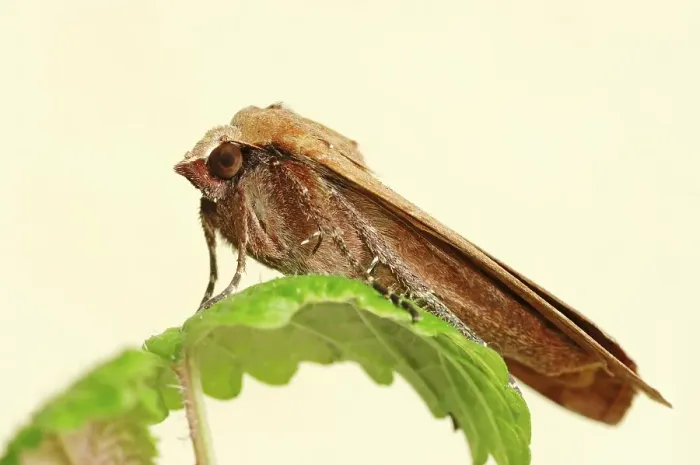Framed Print : Large Yellow Underwing Moth (Noctua pronuba)