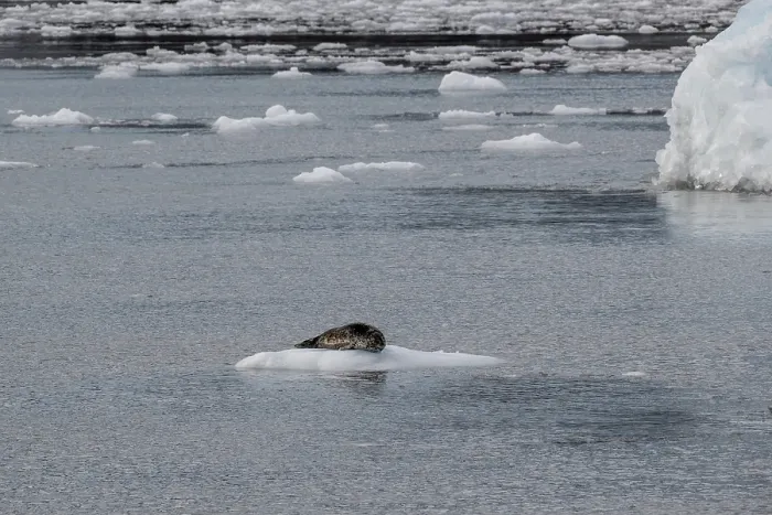 Framed Print : Largha seal (Phoca largha) on an ice floe