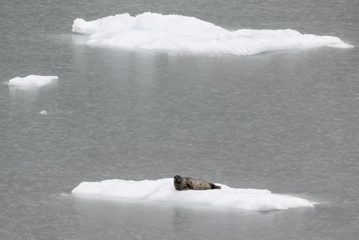 Framed Print : Largha seal (Phoca largha) on an ice floe