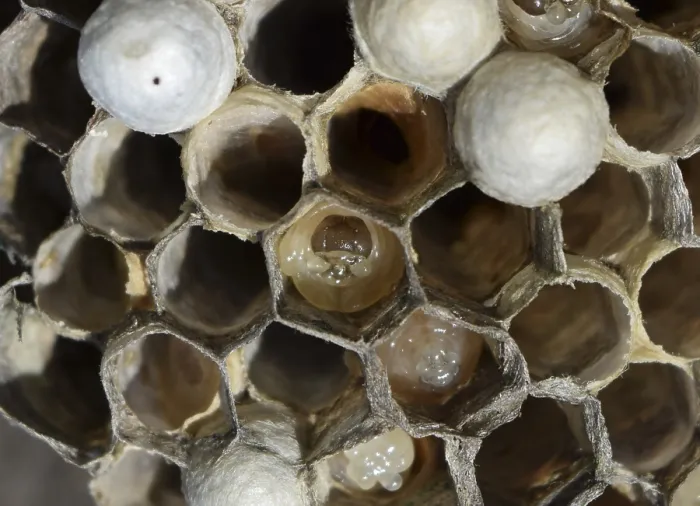 Framed Print : The larvae in honeycombs hornet's nest Framed Print : The larvae in honeycombs hornet's nest