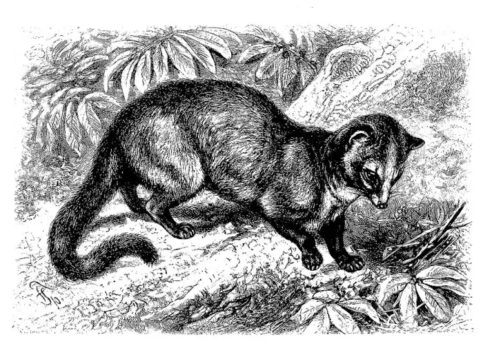Framed Print : Larval Roller, Masked Paradoxurus Framed Print : Larval Roller, Masked Paradoxurus