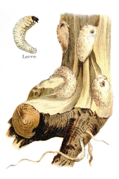 Framed Print : Larval tunnels and pupae, weevils (Pissodes) on a pine tree