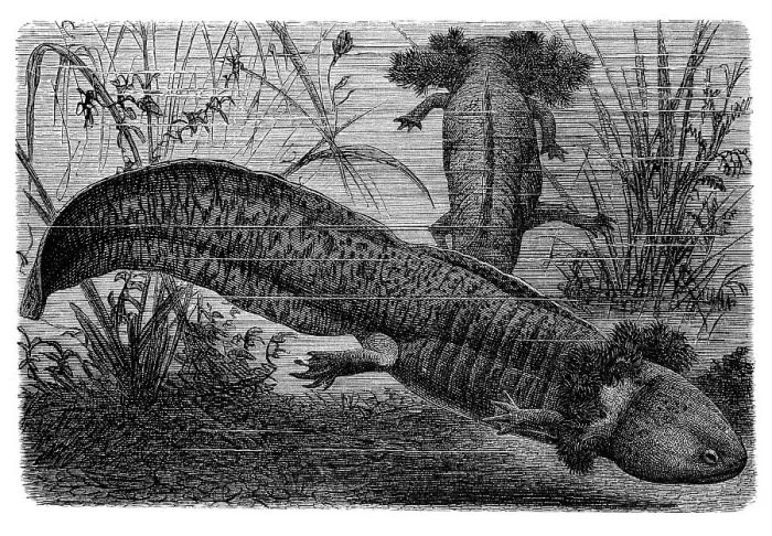 Framed Print : Larvas of the axolotl (Ambystoma mexicanum) Framed Print : Larvas of the axolotl (Ambystoma mexicanum)