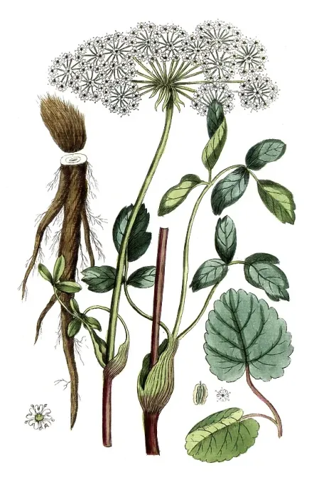 Framed Print : Laserpitium latifolium, digital reproduction of a historical original