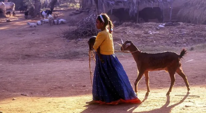 Framed Print : Lass taking along goat and lamb at Kokkarebellur
