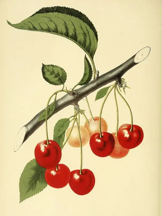 Framed Print : The Late Duke Cherry, digitally processed reproduction of a watercolour drawing from 1856